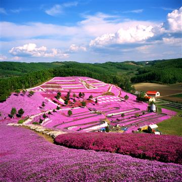 ひがしもこと芝桜公園（5月頃撮影）